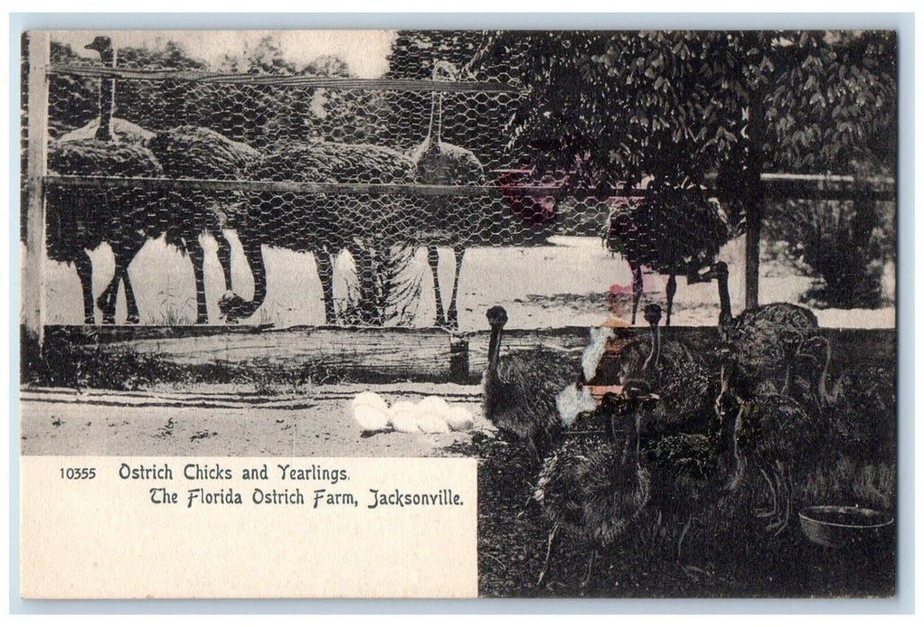 c1905 The Florida Ostrich Farm Jacksonville FL Ostrich Chicks Yearlings Postcard