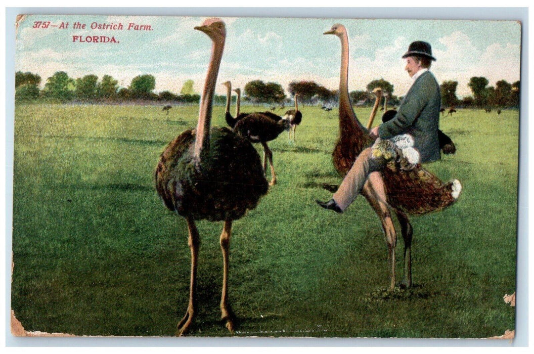 c1910's At The Ostrich Farm Florida FL, Man Riding Ostrich Antique Postcard