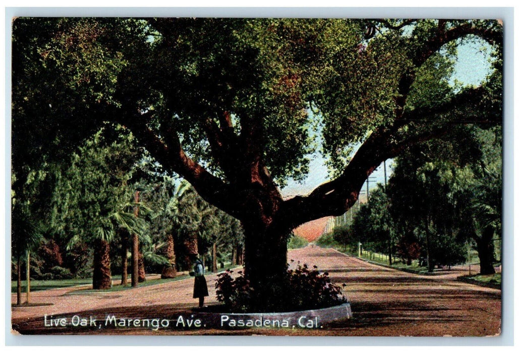 c1910 Live Oak Marengo Avenue Road Pine Tree Street Pasadena California Postcard