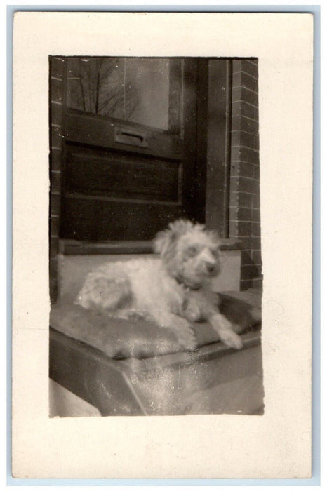 c1910's Cute Terrier Dog At Porch RPPC Photo Unposted Antique Postcard