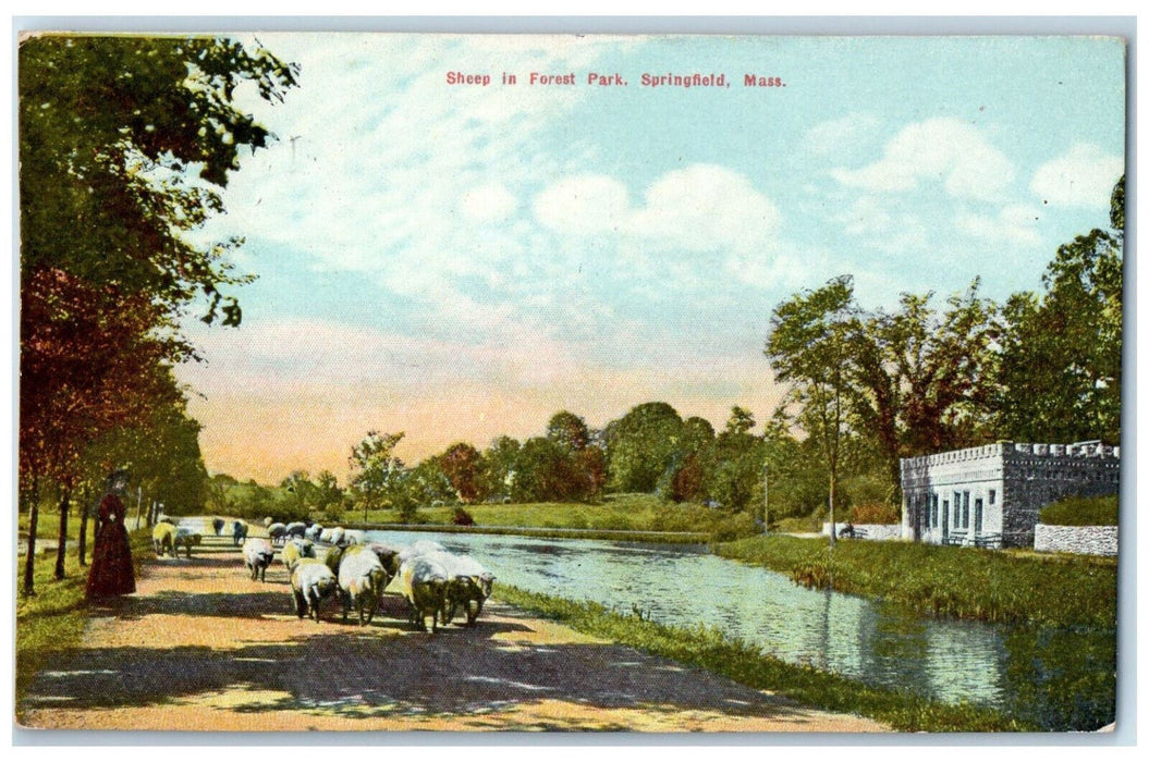 1910 Sheep in Forest Park Springfield Massachusetts MA Antique Postcard