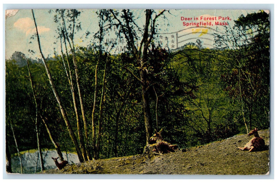 1911 Deer in Forest Park Springfield Massachusetts MA Antique Postcard