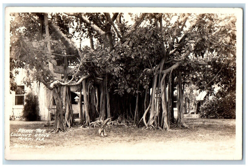 c1940's Banyan Tree Coconut Grove Miami Florida FL, Simpson RPPC Photo Postcard