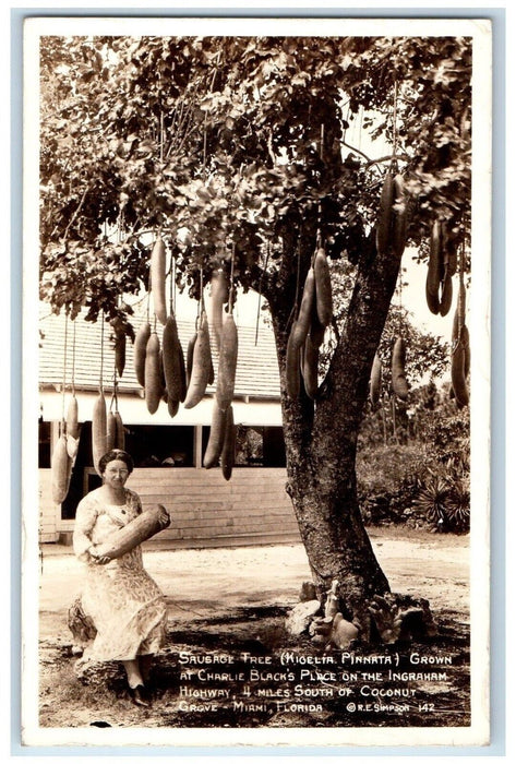 c1940's Sausage Tree Kigelia Pinnata Miami Florida FL RPPC Photo Postcard