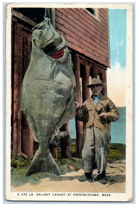 c1910 Fisherman Caught Halibut Caught at Provincetown Massachusetts MA Postcard