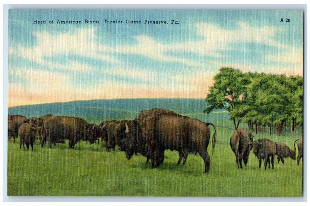 c1930's Herd Of American Bison Trexler Game Preserve Pennsylvania PA Postcard