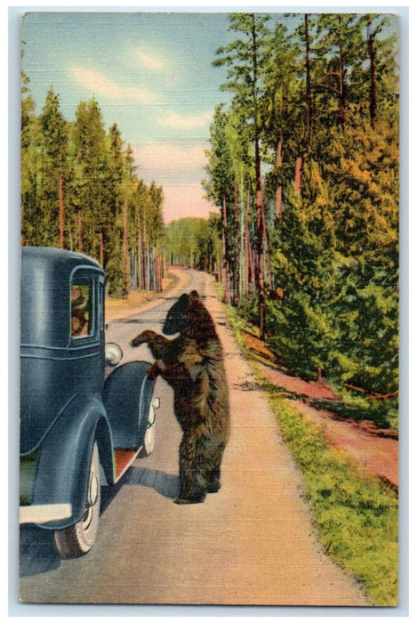 1946 A Bear Beggar Yellowstone National Park Los Angeles California CA Postcard