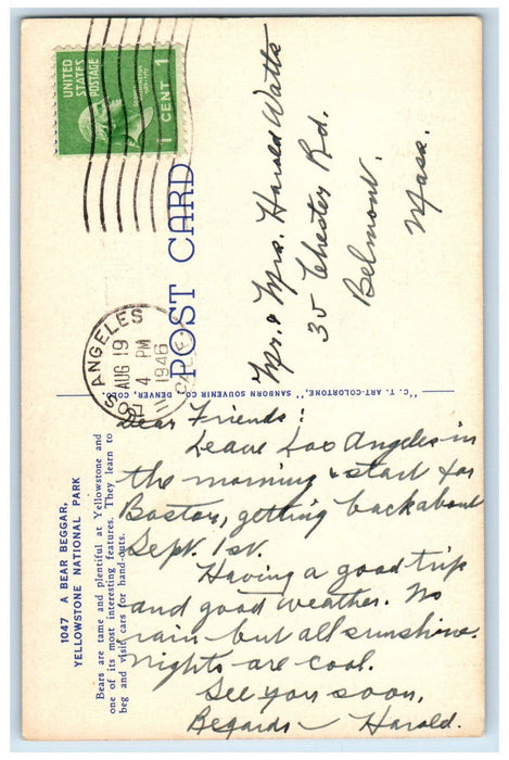 1946 A Bear Beggar Yellowstone National Park Los Angeles California CA Postcard