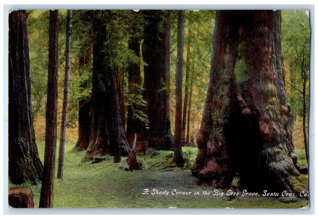 c1905 A Shady Corner In The Big Tree Grove Santa Cruz California CA Postcard