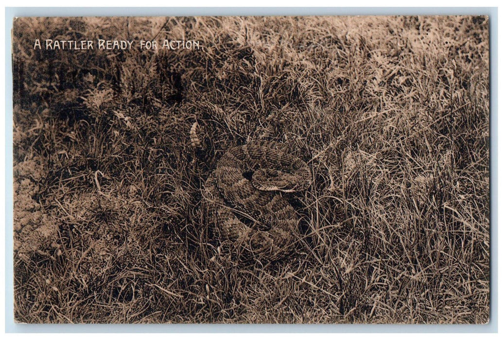 1909 A Rattler Ready for Action Rattlesnake in the Grass Huron SD Postcard