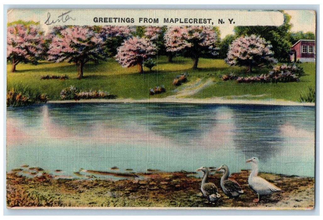 1945 Greetings From Maplecrest New York N, Ducks River Blossom Tree Postcard