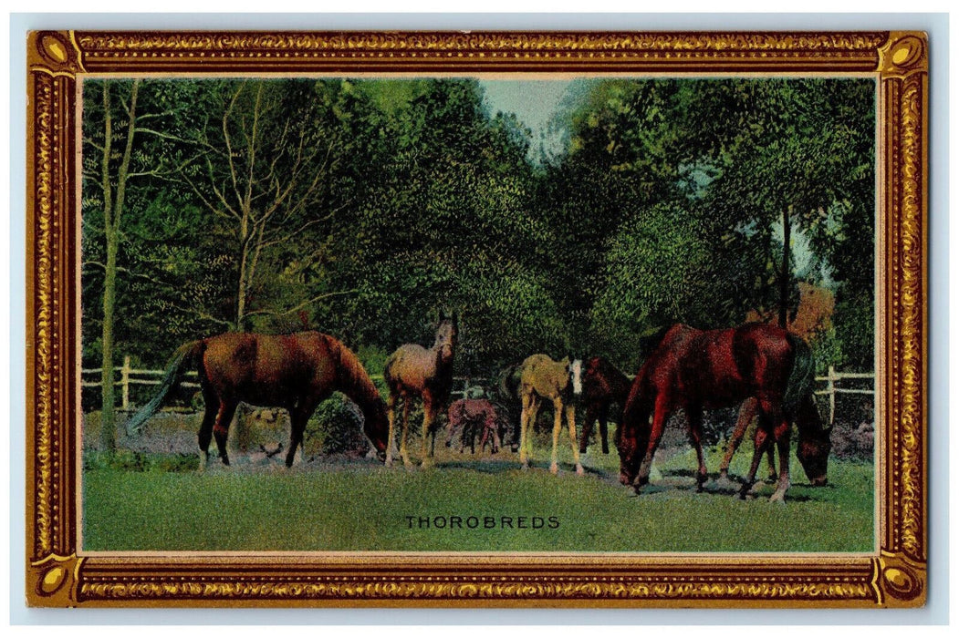 1909 Thorobreds Horses Farmland Scene Scottsdale Pennsylvania PA Postcard