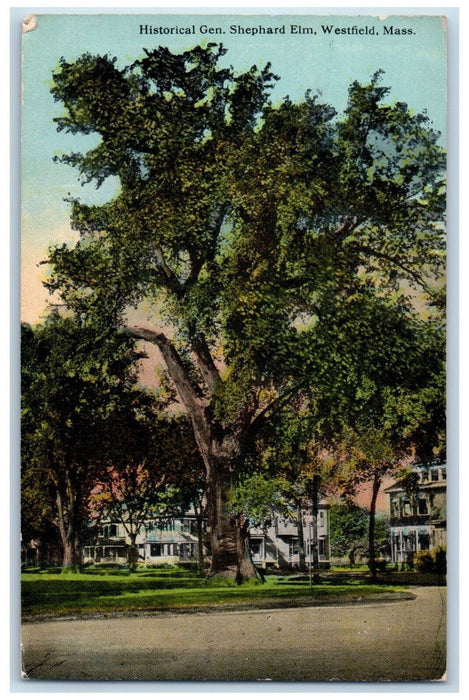 1914 Historical Gen. Shephard Elm, Westfield Massachusetts MA Posted Postcard
