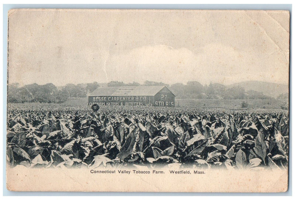 c1905 Connecticut Valley Tobacco Farm Westfield Massachusetts MA Posted Postcard