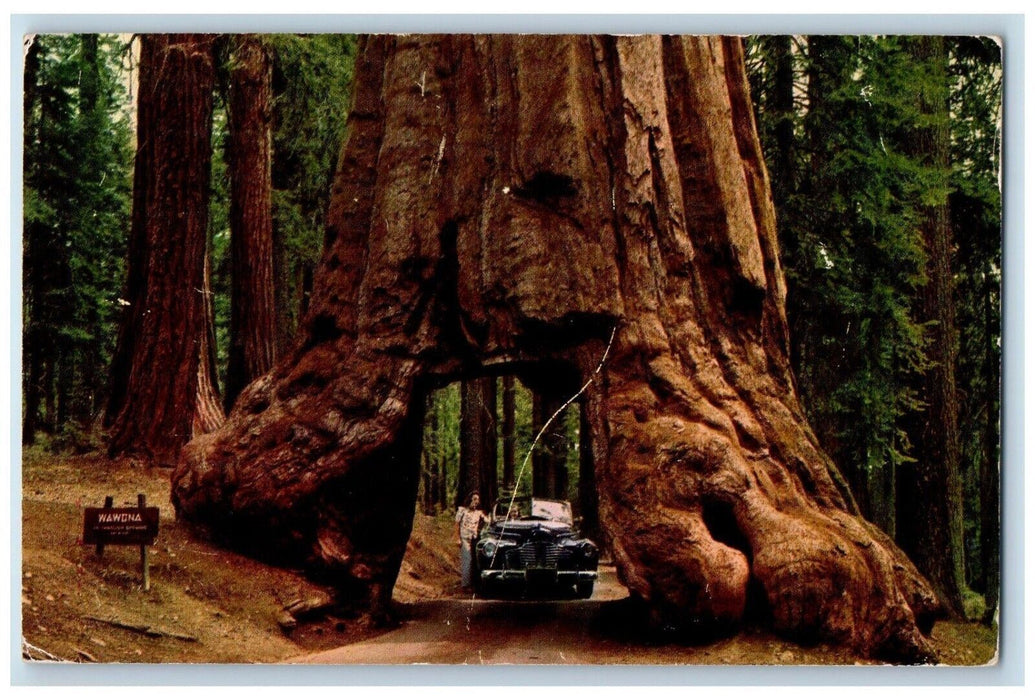 1956 Yosemite National Park California Wawona Tunnel Tree California NY Postcard