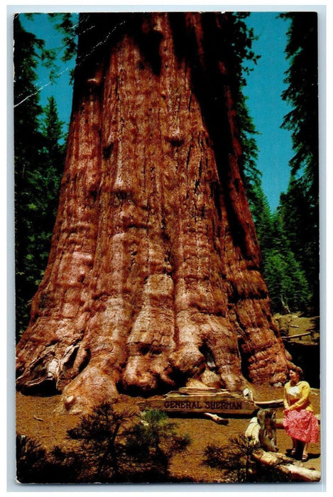 1965 General Sherman Tree Big Largest Sequola National Park California Postcard