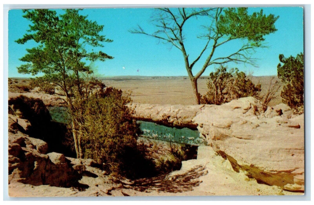 c1960 Agate Bridge Petrified Forest National Park Log Cliff Arizona AZ Postcard