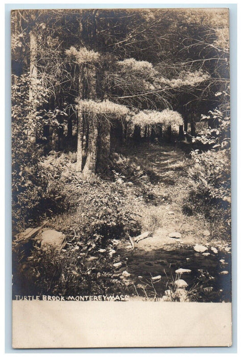 c1910's Turtle Brook Forest Monterey Massachusetts MA Photo Unposted Postcard