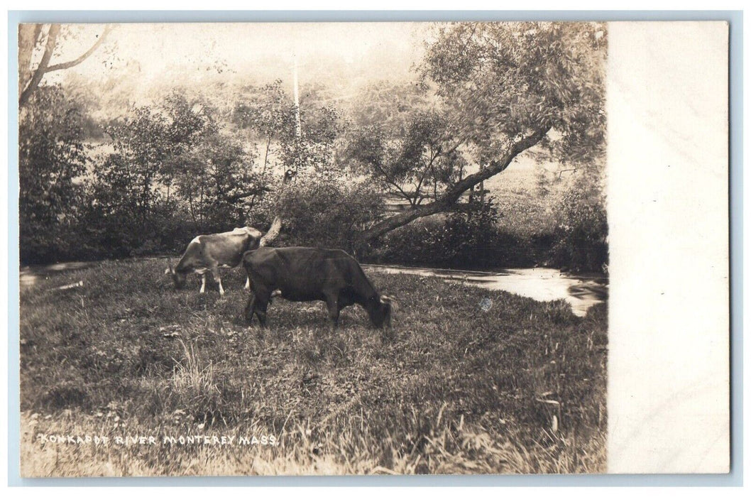 c1910's Konkapot River Cows Monterey Massachusetts MA Photo Unposted Postcard