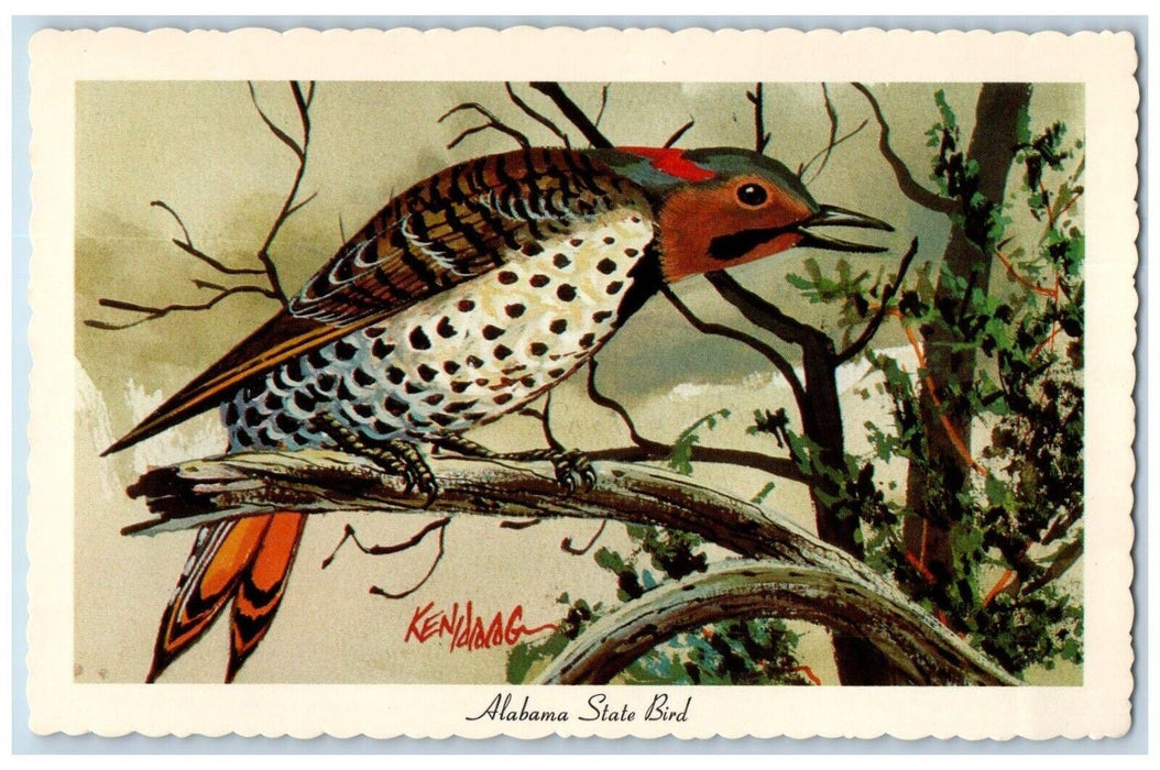 Kenhaag Alabama State Bird Yellowhammer Colaptes Auratus Vintage Postcard