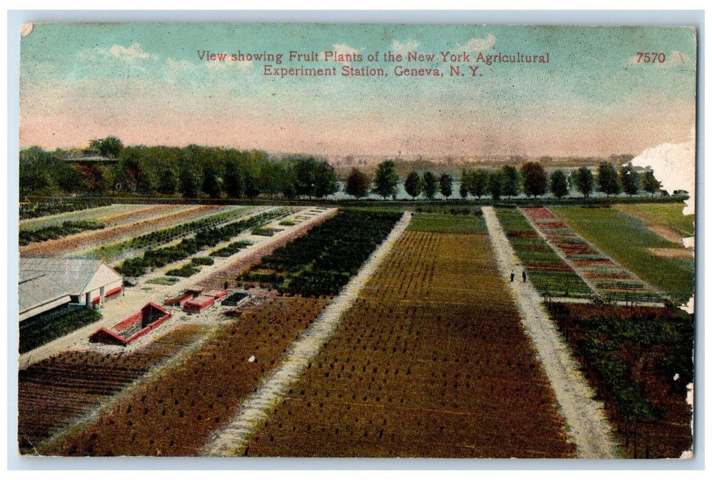 1916 Fruit Plants New York Agricultural Experiment Station Geneva NY Postcard