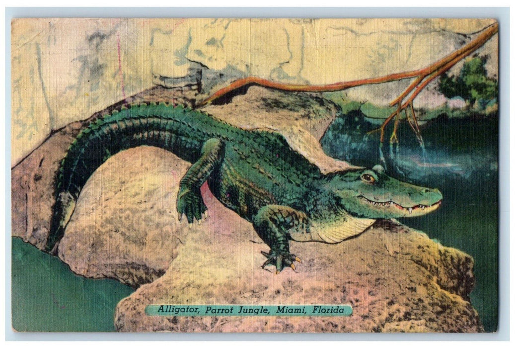 1951 Alligator Parrot Jungle Miami Florida FL Penney Farm FL Postcard