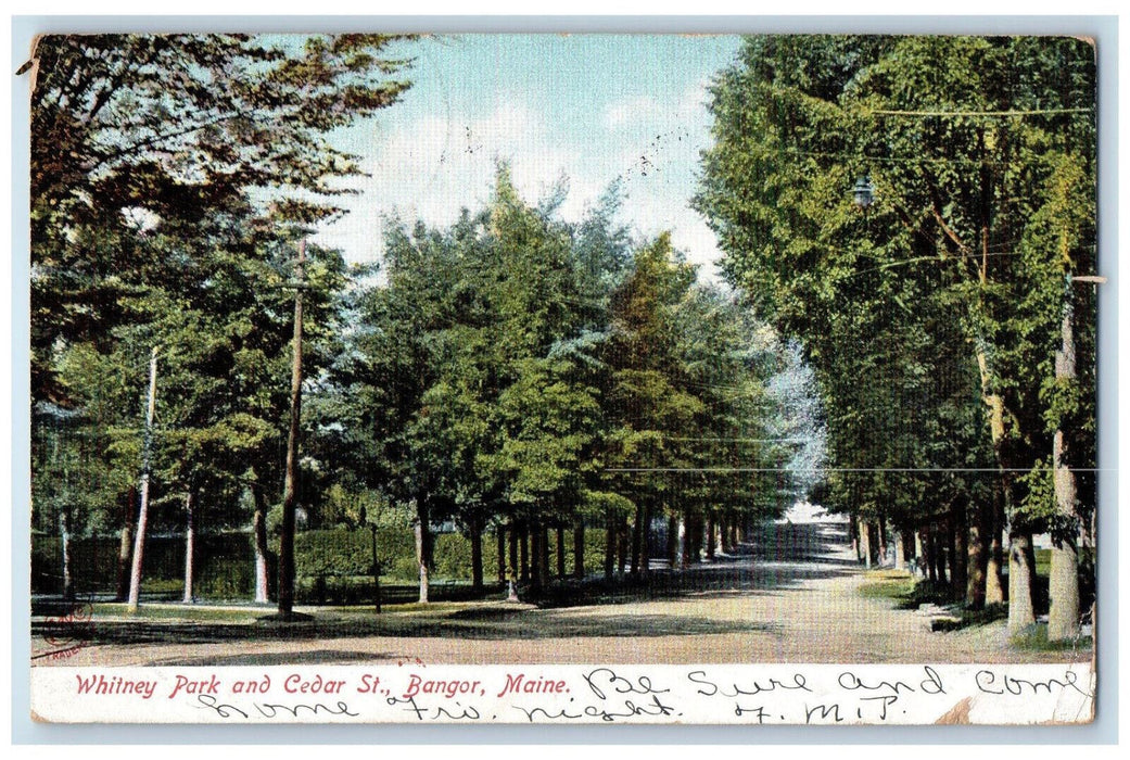 1906 Whitney Park And Cedar Street Bangor Maine ME, Tree-lined Scene Postcard