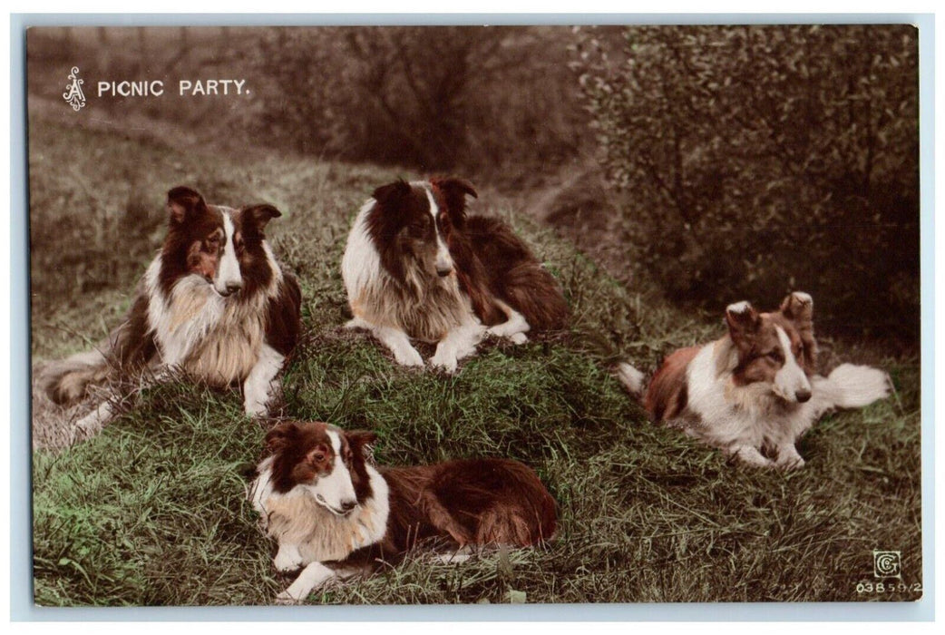 Collie Dogs Picnic Party At Field RPPC Photo Unposted Vintage Postcard