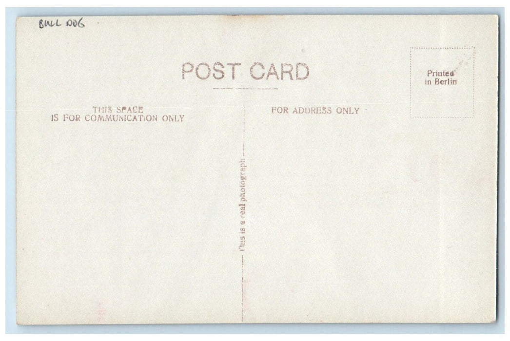 Bull Dog Beauty In Only Skin Deep RPPC Photo Animals Unposted Vintage Postcard