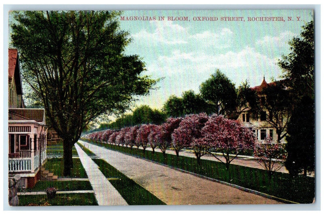 c1910 Magnolias Bloom Oxford Street Road Exterior Rochester New York NY Postcard