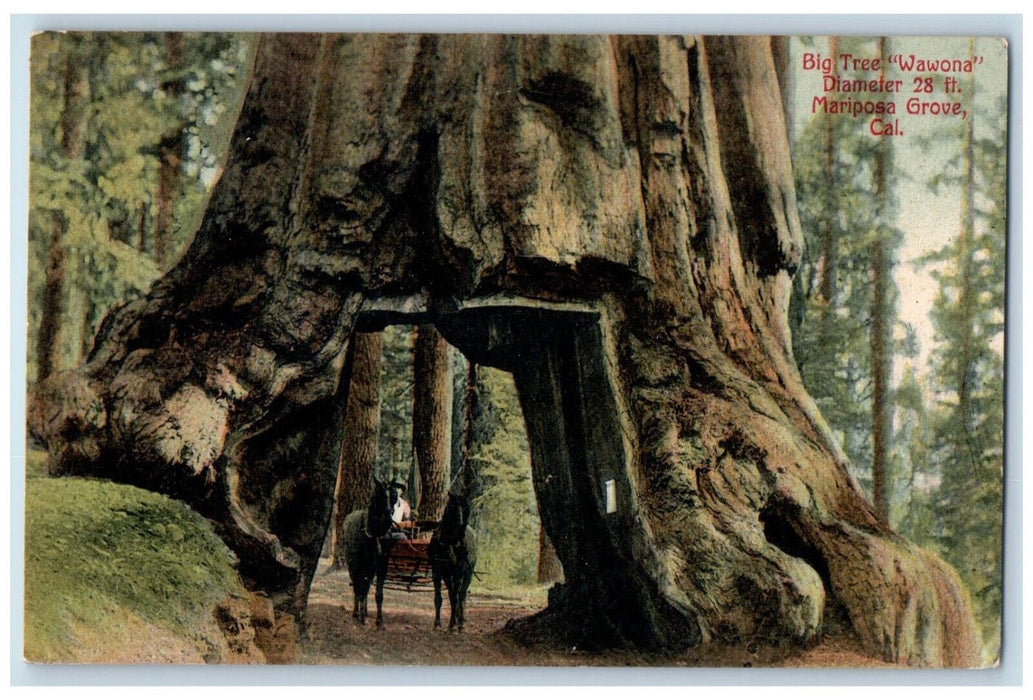 c1910 Horse Carriage Big Tree "Wawona" Mariposa Grove California CA Postcard