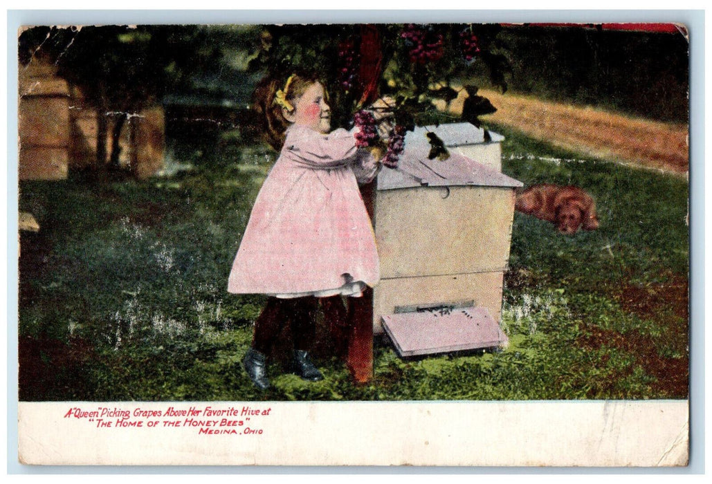 1910 A Queen Picking Grapes Home of Honey Bees Medina Ohio OH Postcard