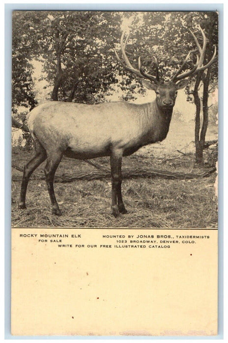 Rocky Mountain Elk For Sale Taxidermy Advertising Denver Colorado CO Postcard