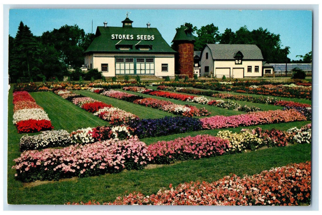 c1950's The All-America Flower Trials Stoke Seed Farms St. Catharines Postcard