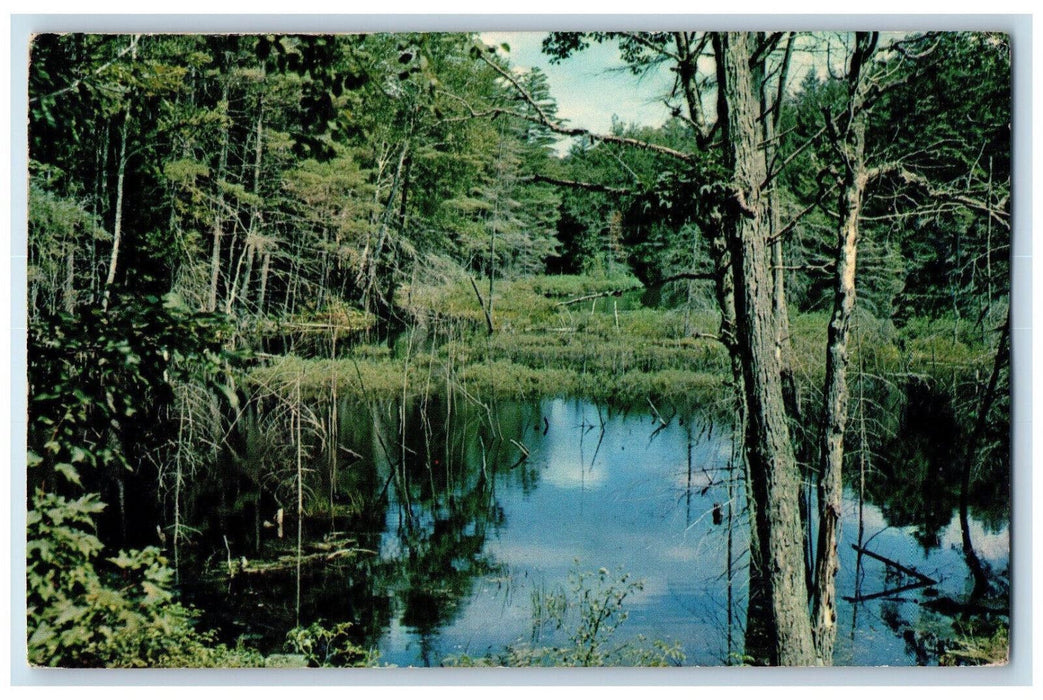 1969 River Scene Greetings from Orrville Ontario Canada Posted Vintage Postcard