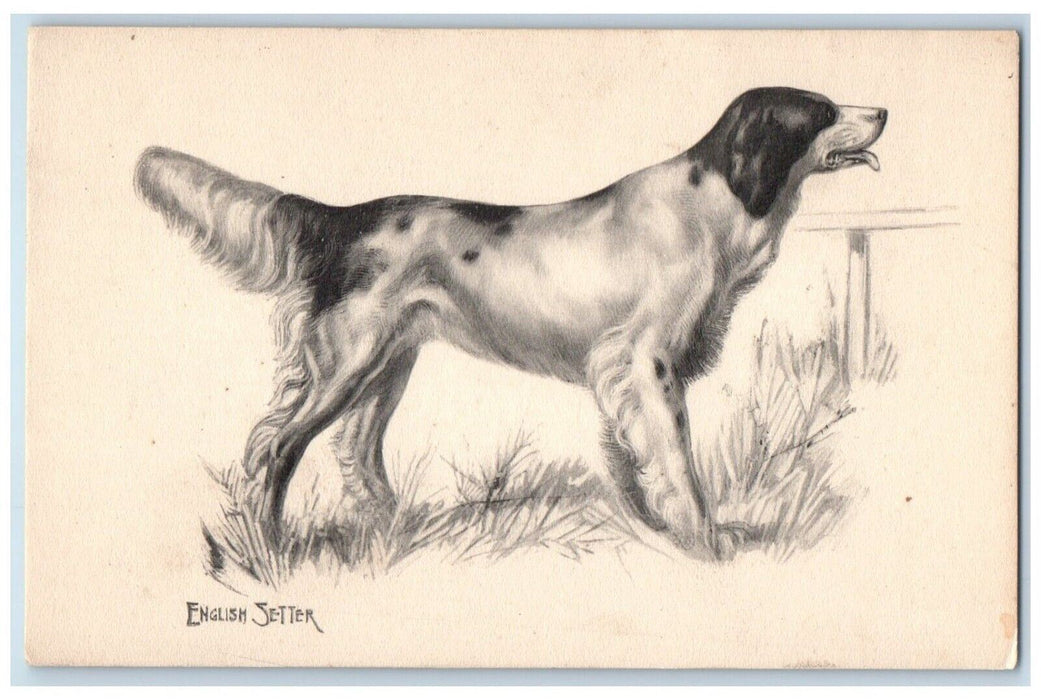 c1910's English Setter Dog Animals Unposted Antique Postcard