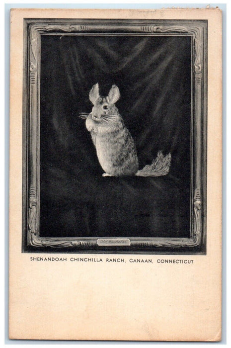 1953 Shenandoah Chinchilla Ranch Mouse South Canaan Connecticut Vintage Postcard