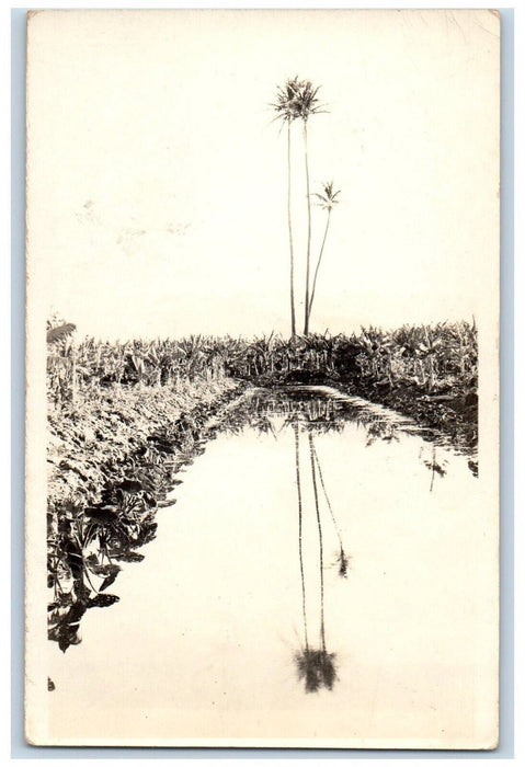 c1920's Trees Jungle Lake River Reflection Panama RPPC Unposted Photo Postcard