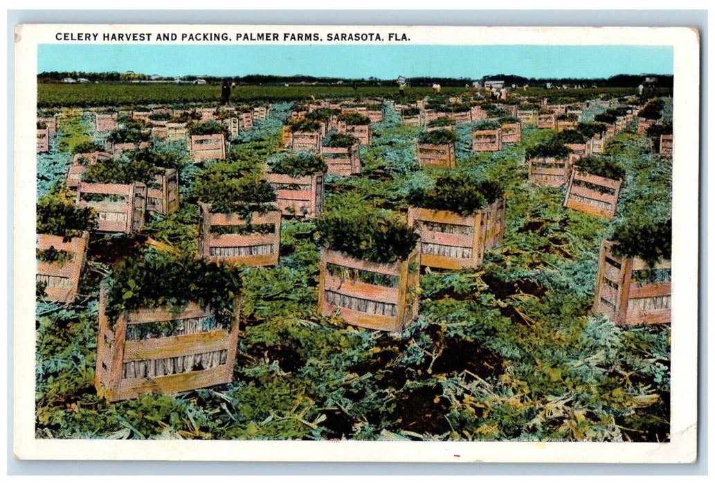 c1920 Celery Harvest Packing Palmer Farms Farming Sarasota Florida FL Postcard