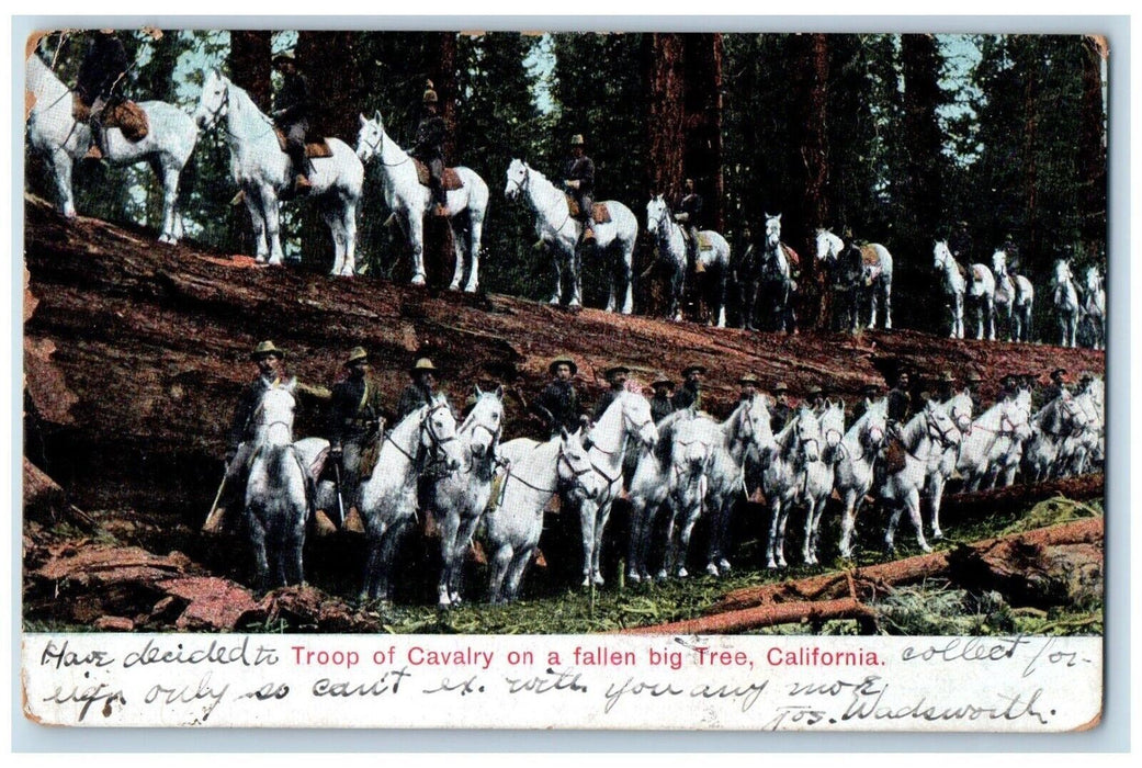 1907 Horses Troop Of Cavalry On A Fallen Big Tree Pasadena CA Antique Postcard