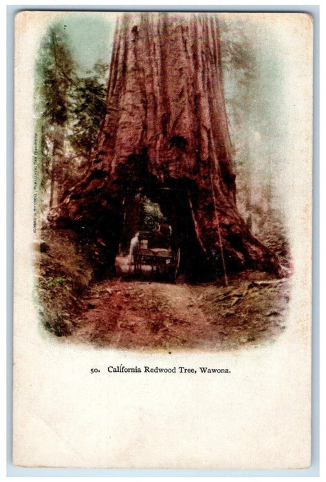 c1905 California Redwood Tree Big Tree Jungle Forest Wawona California Postcard