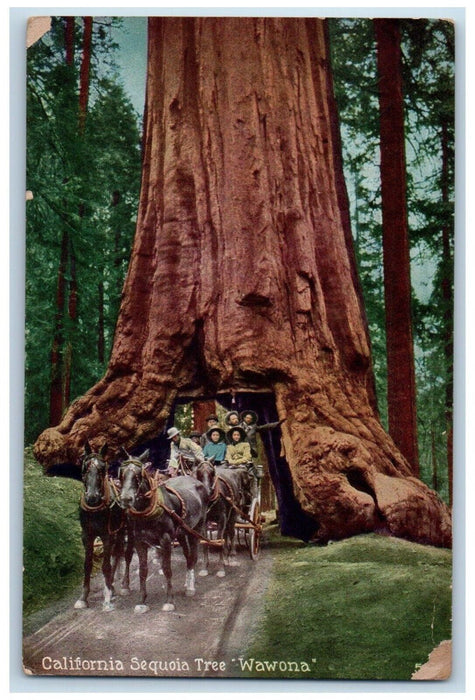 c1960 California Sequoia Tree Wawona Mariposa Grove Yosemite Park PNC Postcard