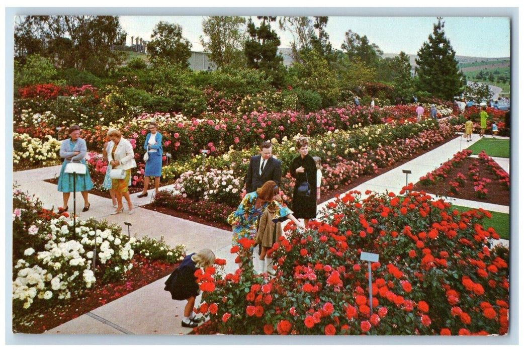 1979 Pageant Roses Garden Rose Hills Memorial Park Whittier California Postcard