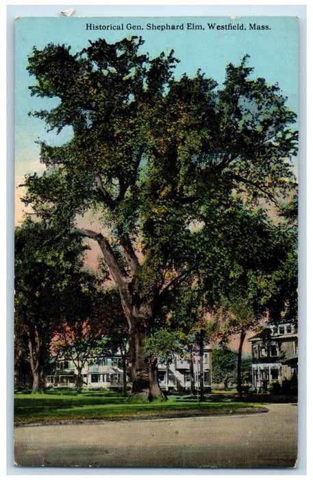 1914 Historical Gen. Shephard Elm. Big Tree Westfield Massachusetts MA Postcard