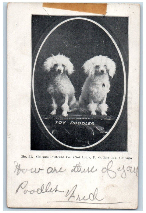 1907 Toy Poddles Dogs Studio Portrait Toledo Ohio OH Posted Antique Postcard