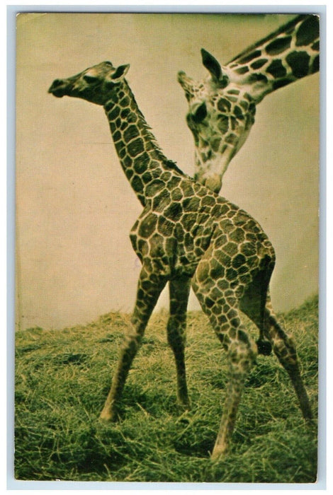 1971 Reticulated Giraffe Topeka Zoological Park Topeka Kansas KS Postcard