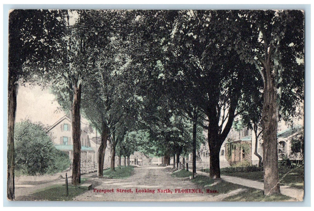 Prospect Street Looking North Tree-lined Florence  Massachusetts MA Postcard