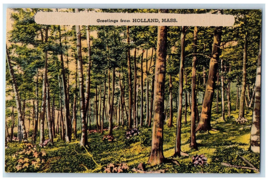 Greetings From Holland Massachusetts MA, Tree-lined Forest Scene Postcard