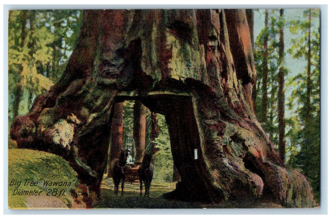 Big Tree Horse Carriage Nature Scene Wawona California CA Vintage Postcard