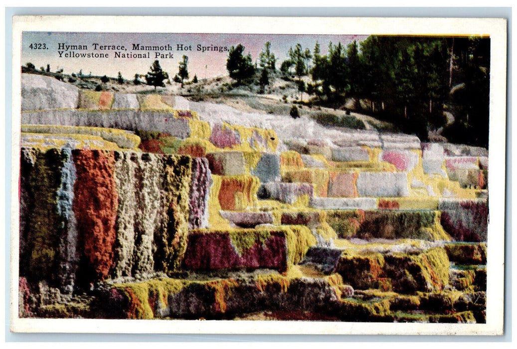 Hyman Terrace Mammoth Hot Spring Yellowstone National Park Wyoming WY Postcard